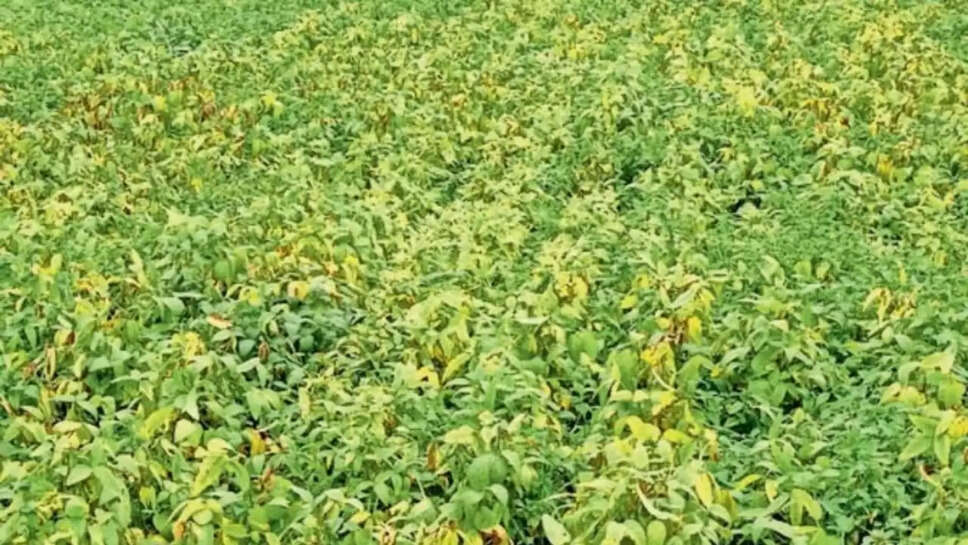  soybean premature yellowing