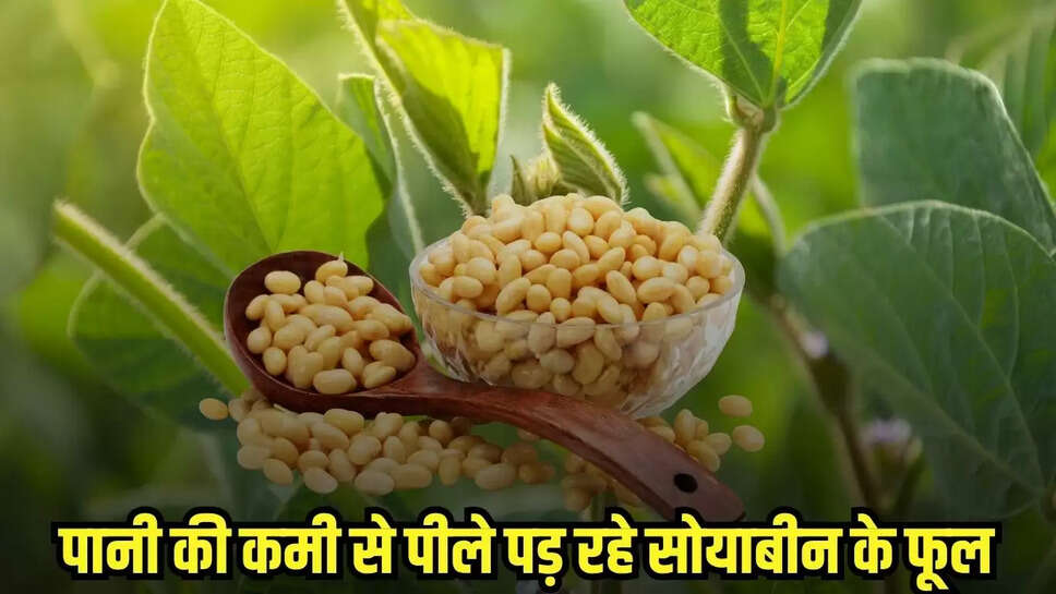 Dhaar News