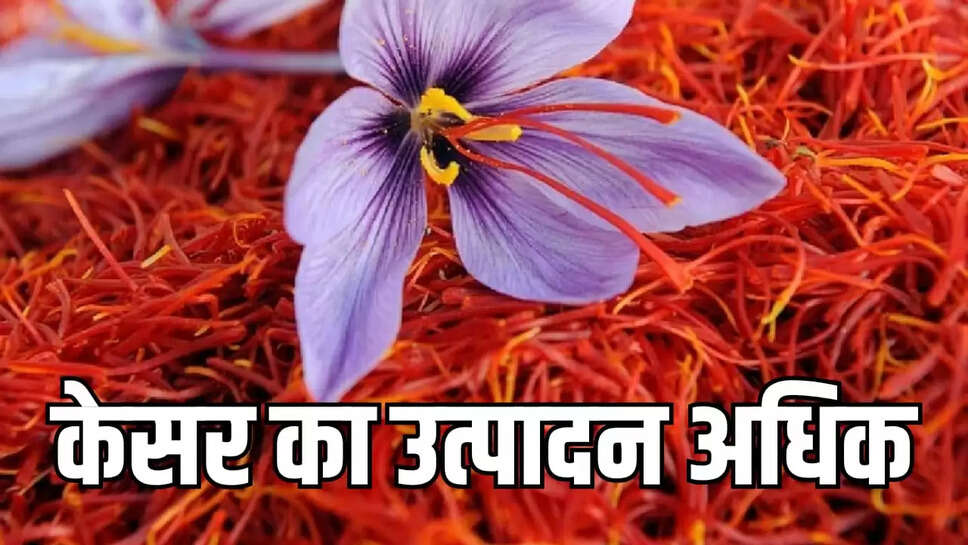 केसर 