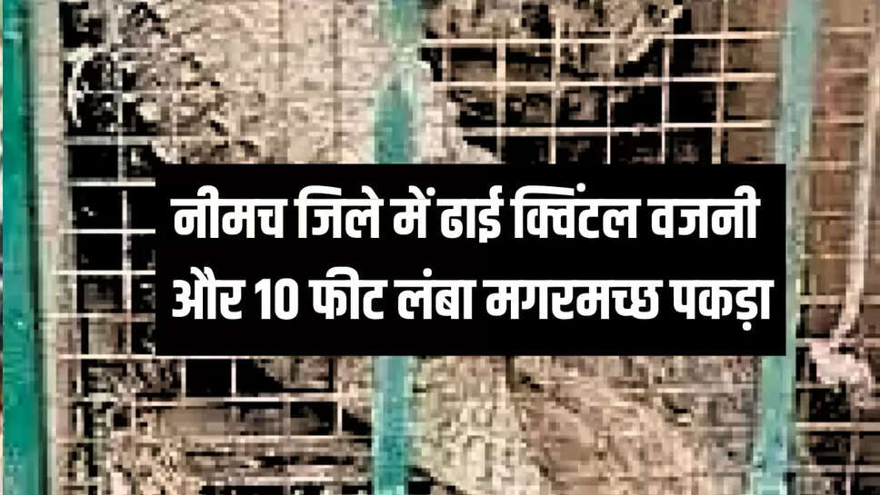 नीमच जिले में ढाई क्विंटल वजनी और 10 फीट लंबा मगरमच्छ पकड़ा