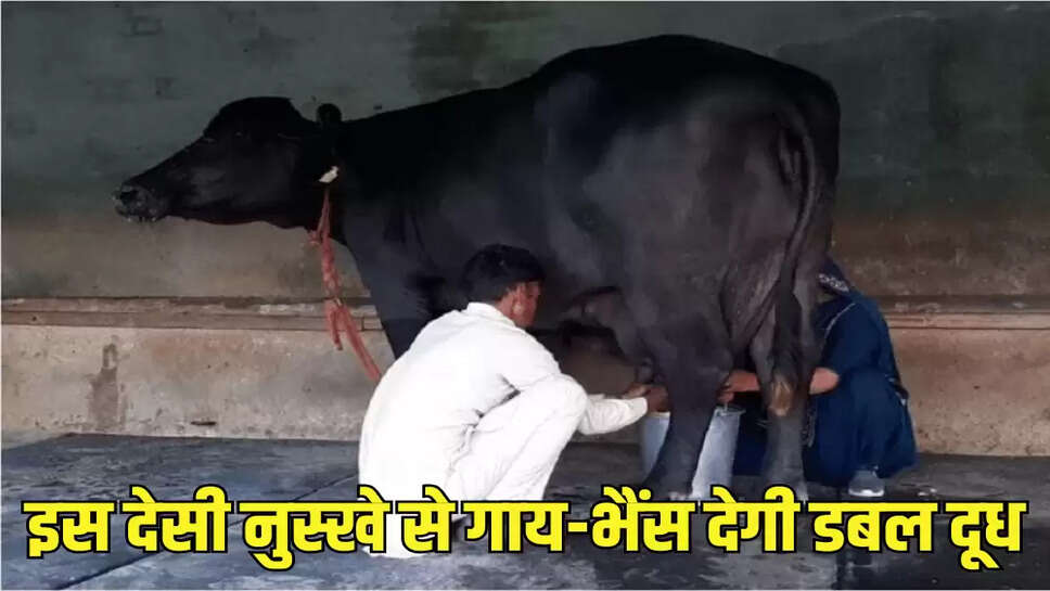 इस देसी नुस्खे से गाय-भैंस देगी डबल दूध