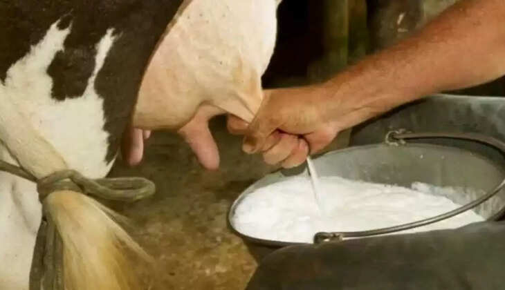  दूध उत्पादन 