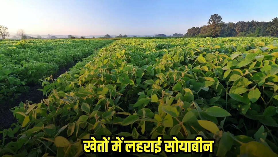 Burhanpur News