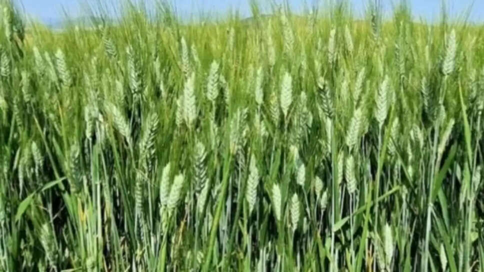 wheat prices