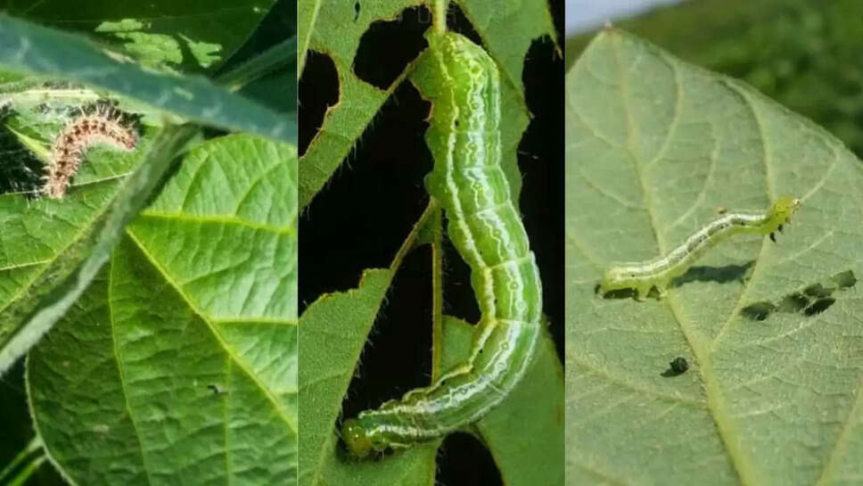 सोयाबीन फसल को पता धेदक इल्ली 