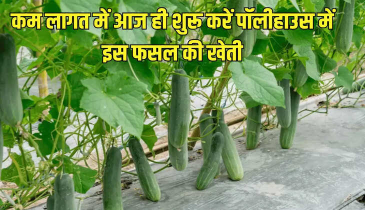 कम लागत में आज ही शुरू करें पॉलीहाउस में इस फसल की खेती