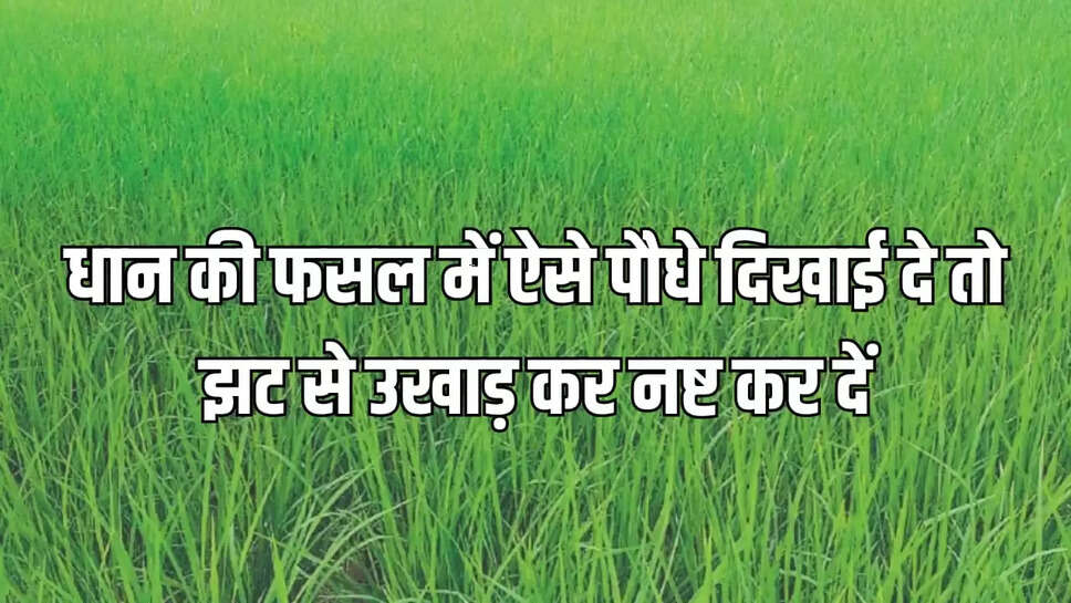 धान की फसल 