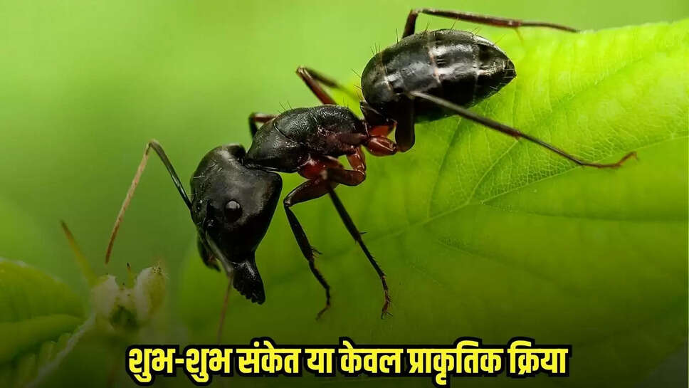 Ants