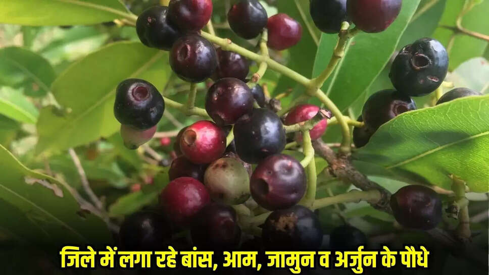 Mandsaur News
