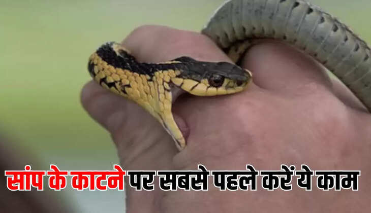 सांप के काटने पर सबसे पहले करें ये काम
