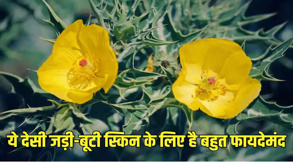 ये देसी जड़ी-बूटी स्किन के लिए है बहुत फायदेमंद
