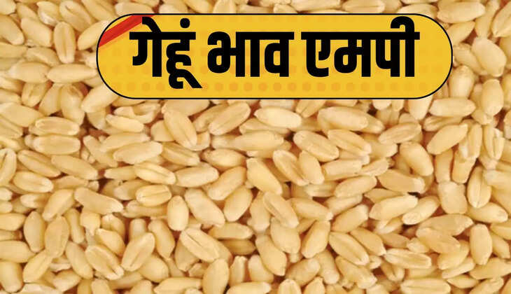 Madhya Pradesh wheat price 