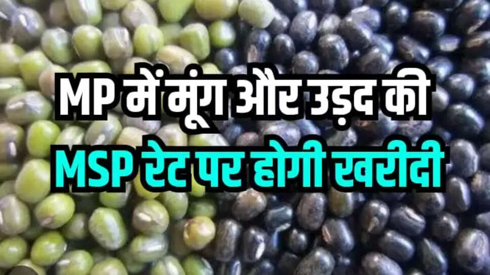 MP में मूंग और उड़द 