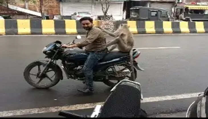 monkey