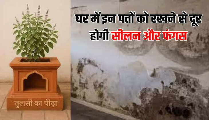 घर में इन पत्तों को रखने से दूर होगी सीलन और फंगस
