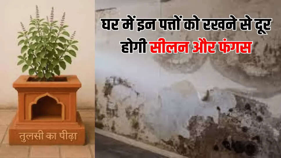घर में इन पत्तों को रखने से दूर होगी सीलन और फंगस