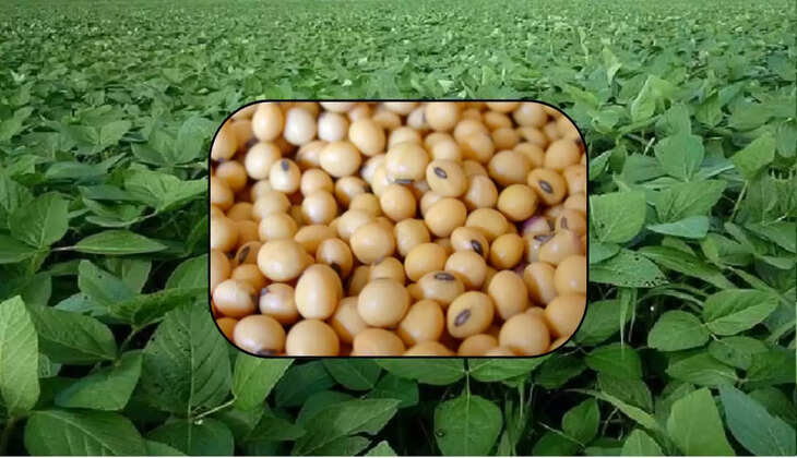सोयाबीन के भाव