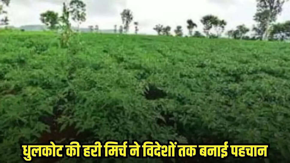 Burhanpur news, MP news,