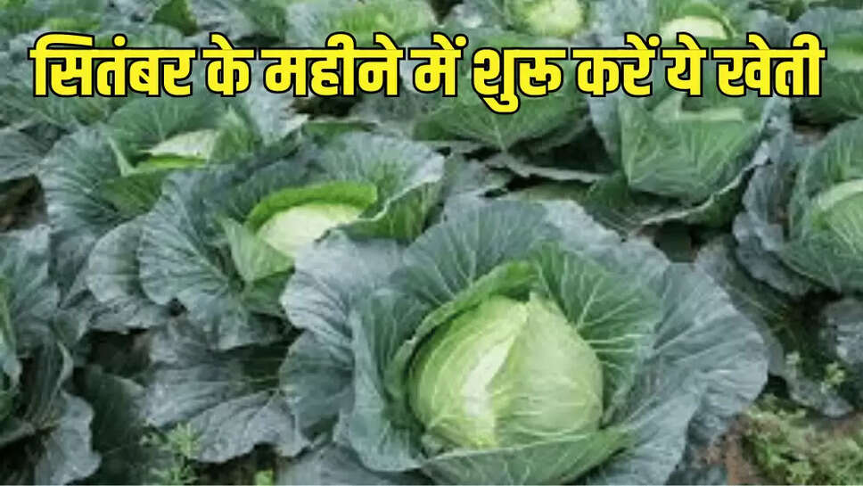 सितंबर के महीने में शुरू करें ये खेती