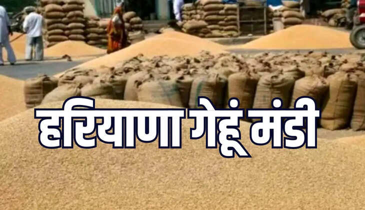 हरियाणा की मंडियों में लगे गेहूं के ढेर