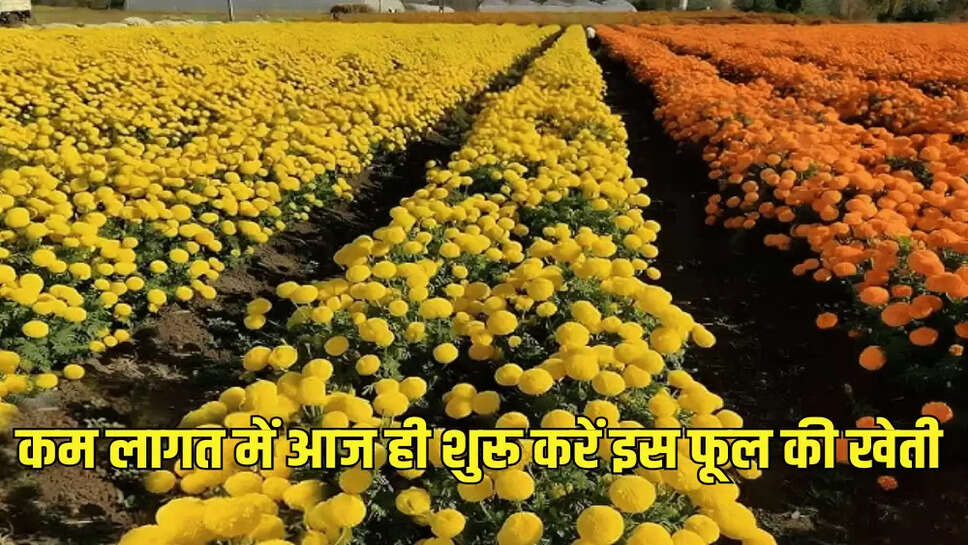 कम लागत में आज ही शुरू करें इस फूल की खेती