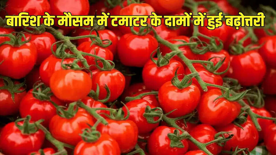 बारिश के मौसम में टमाटर के दामों में हुई बढ़ोत्तरी