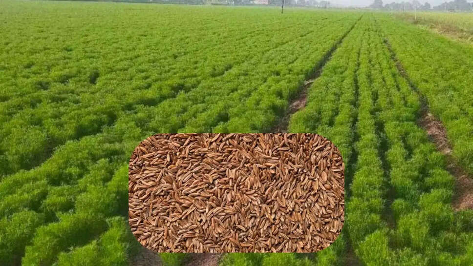 Cumin prices