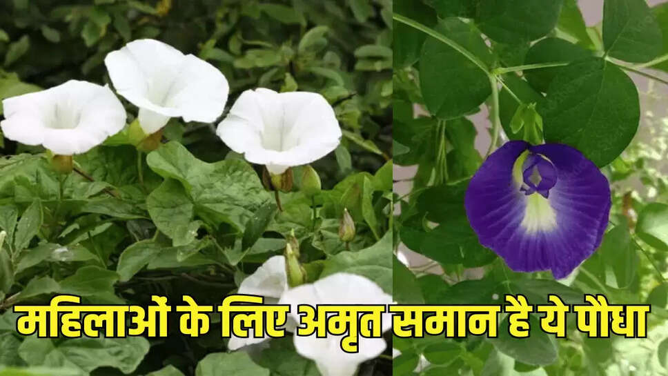 महिलाओं के लिए अमृत समान है ये पौधा