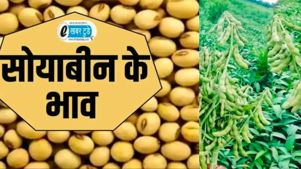 सोयाबीन फसल की कटाई