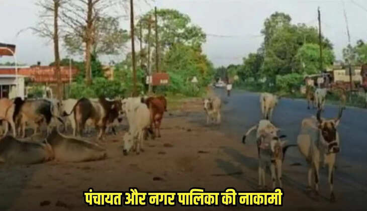 Damoh news, MP news,