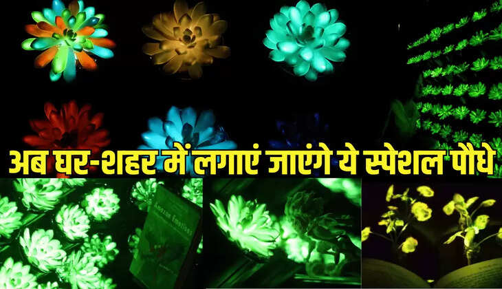 अब घर-शहर &nbsp;में लगाएं जाएंगे ये स्पेशल पौधे