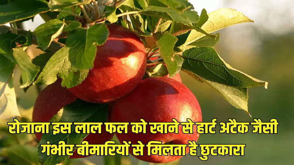 रोजाना इस लाल फल को खाने से हार्ट अटैक जैसी गंभीर बीमारियों से मिलता है छुटकारा