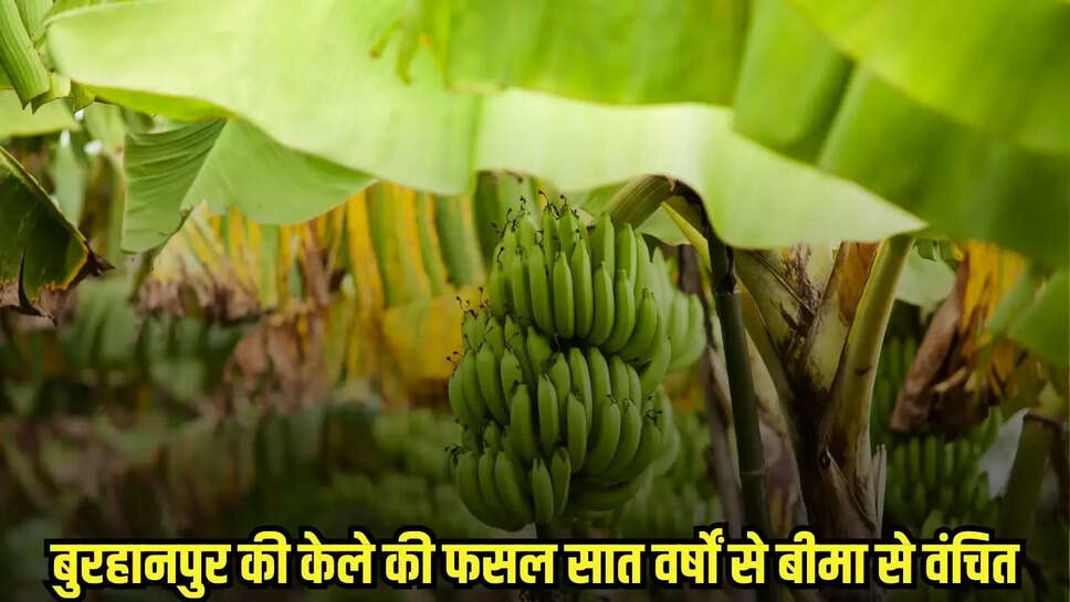 Burhanpur news, MP news,