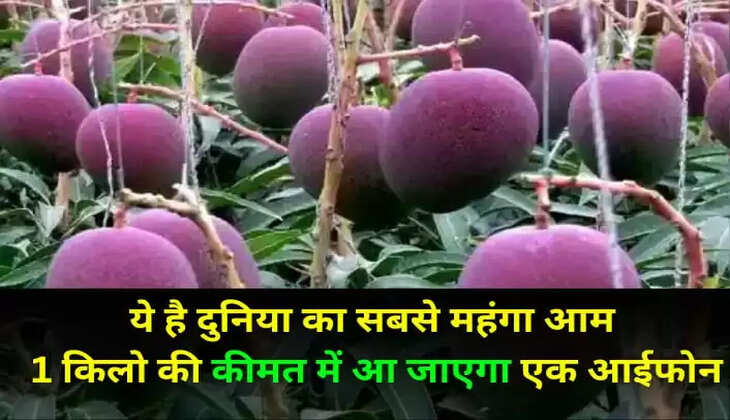  Miyazaki Mango properties