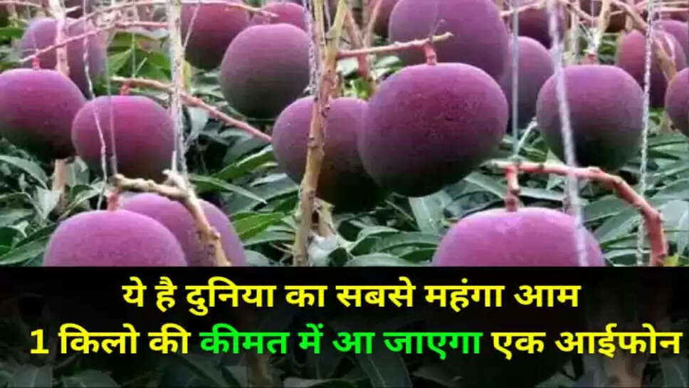  Miyazaki Mango properties
