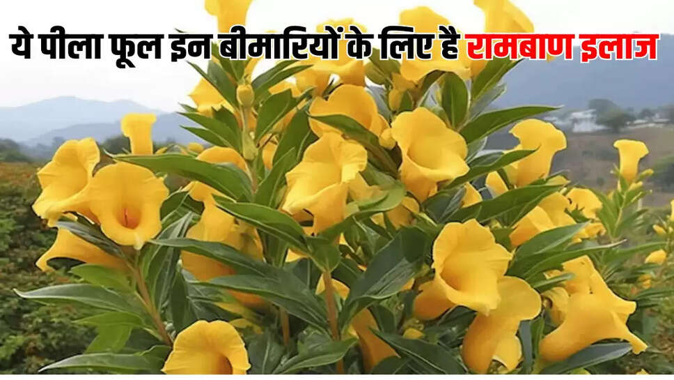 ये पीला फूल इन बीमारियों के लिए है रामबाण इलाज