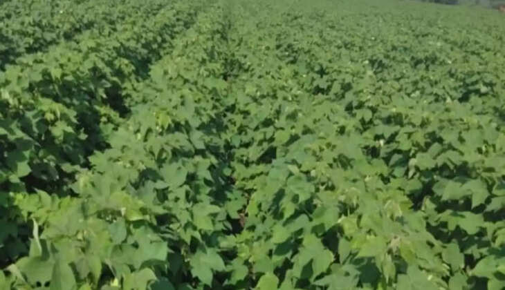  मानसूनी बीमारी, गुलाबी सुंडी, &nbsp;चित्तीदारसुंडी, अमेरिकन सुंडी 