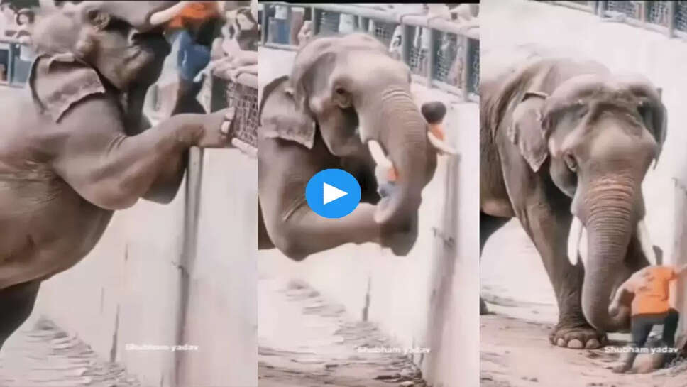 हाथी ने इस बच्चे की बचाई जान