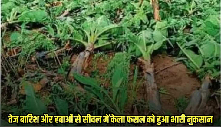 Burhanpur news, MP news,