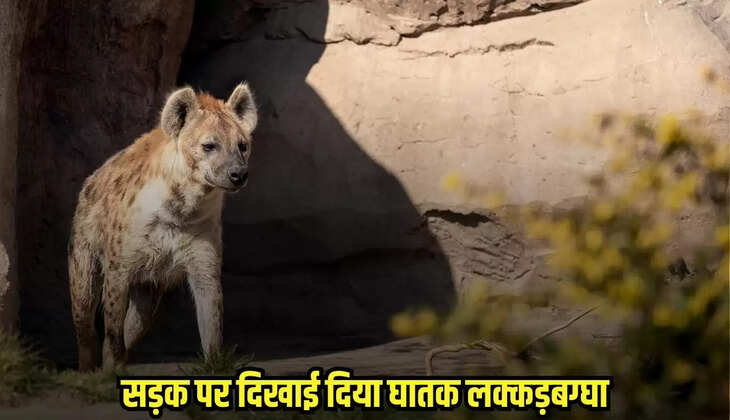 Mandsaur news, MP news,