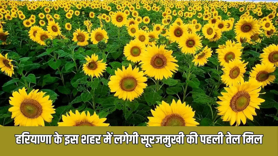 सूरजमुखी की पहली तेल मिल