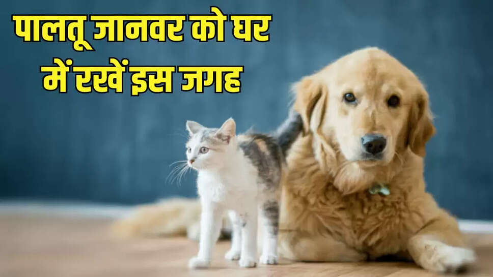 पालतू जानवर को घर में रखें इस जगह