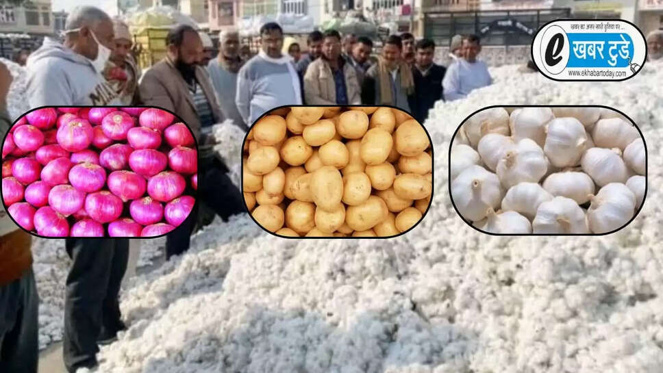  भाव में तेजी, कपास खरीदी शुरू