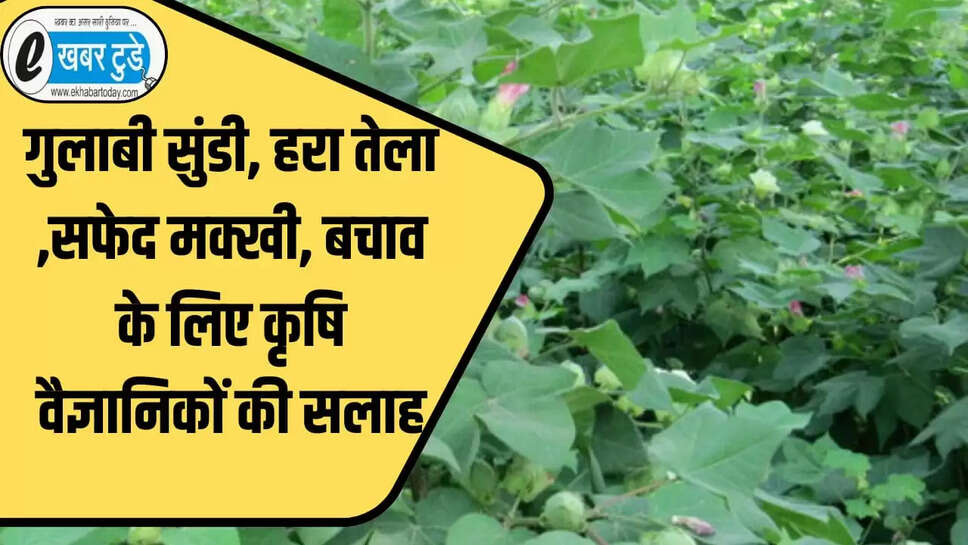 कपास की फसल