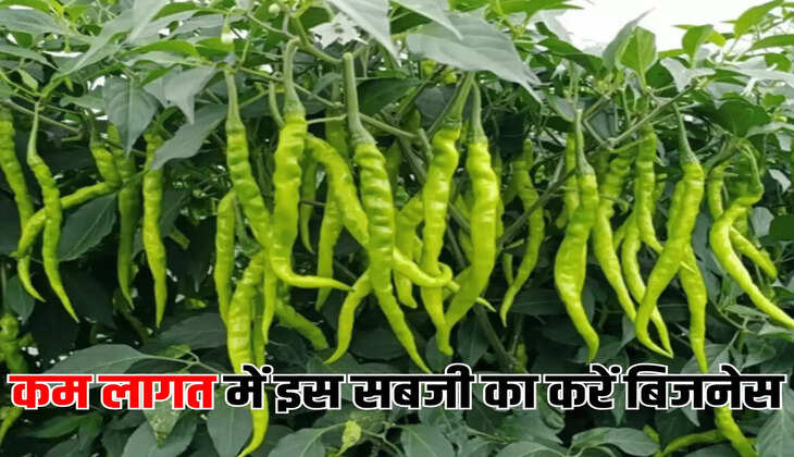 कम लागत में इस सब्जी का करें बिजनेस
