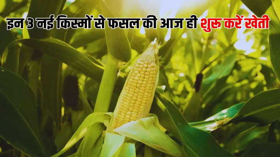 इन 3 नई किस्मों से फसल की आज ही शुरू करें खेती