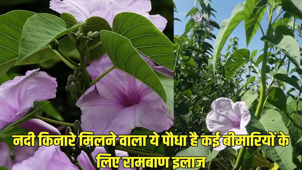 नदी किनारे मिलने वाला ये पौधा है कई बीमारियों के लिए रामबाण इलाज