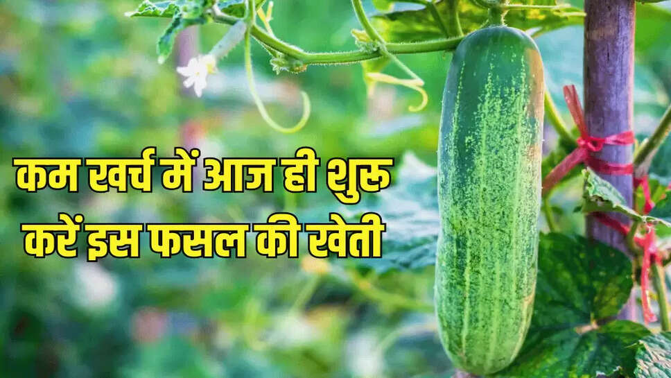 कम खर्च में आज ही शुरू करें इस फसल की खेती
