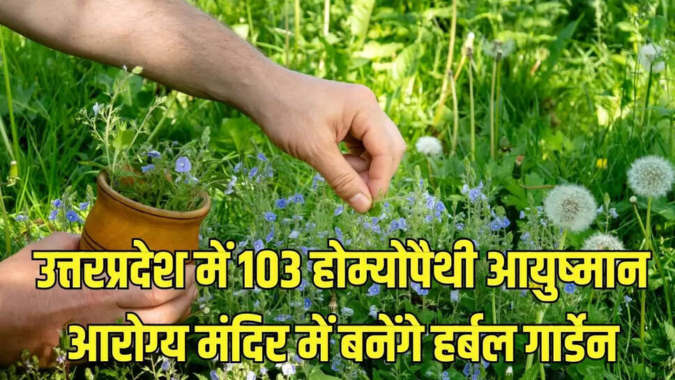 Herbal Garden : उत्तरप्रदेश में 103 होम्योपैथी आयुष्मान आरोग्य मंदिर में बनेंगे हर्बल गार्डेन