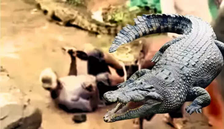 नीमच जिले के गांव में घुसा 7 फीट लंबा मगरमच्छ